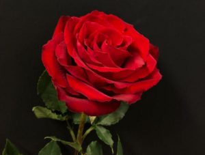 گل ماه تولد میلادی 
