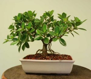 بونسای از گیاها آپارتمانی مقاوم به آب کم