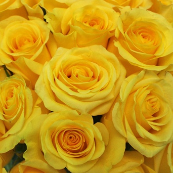 سفارش گل رز زرد