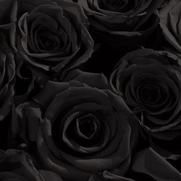 سفارش گل رز مشکی سفارش گل رز سیاه