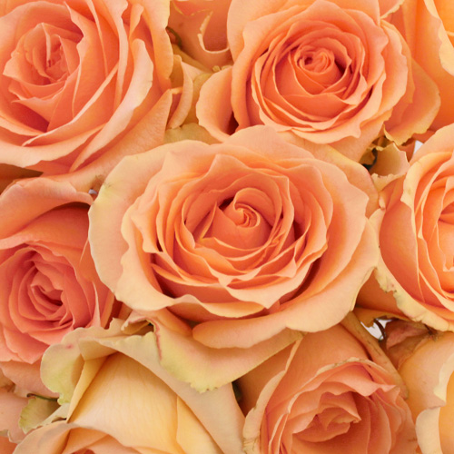 سفارش گل رز نباتی و هلویی