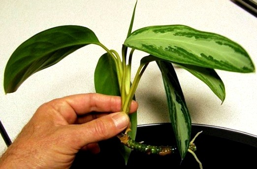 نگهداری و تکثیر گیاه آگلونما