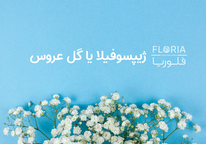 گل-عروس-یا-ژیپسوفیلا